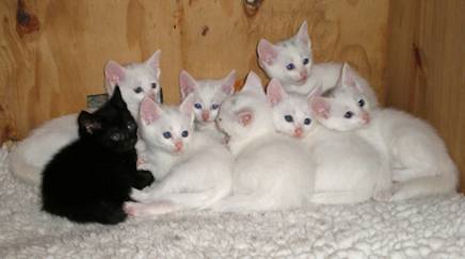 And black, tabby white, russian