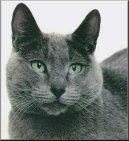 Russian Blue Breeders'